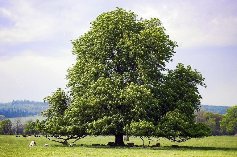 HARDWOOD VS. SOFTWOOD Understanding the difference